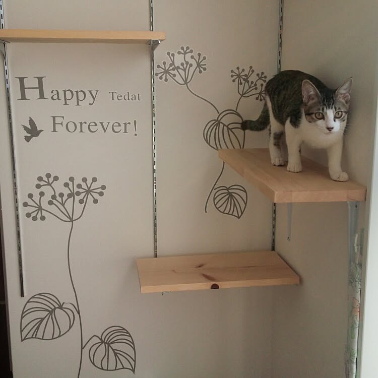 猫も人もHAPPY♡インテリアとして楽しむキャットウォーク