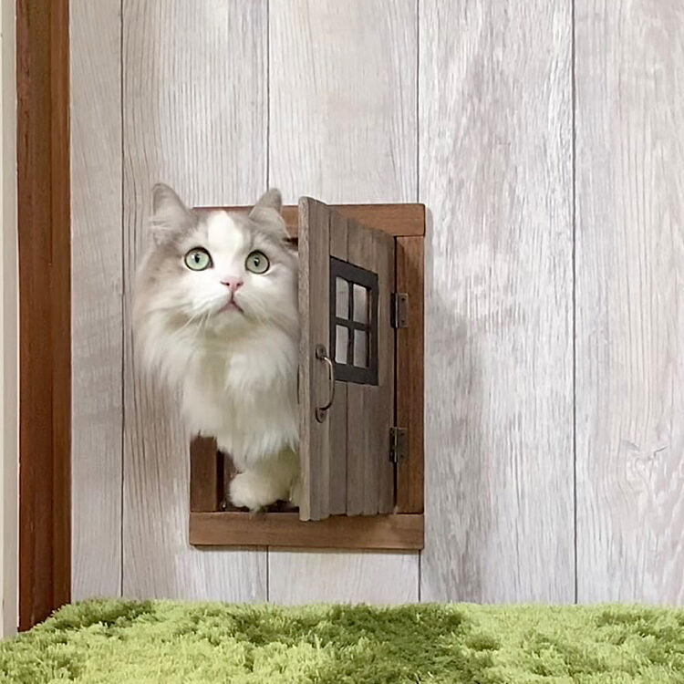猫ちゃんのための特別な扉♡今すぐ参考にしたい猫ドア10選