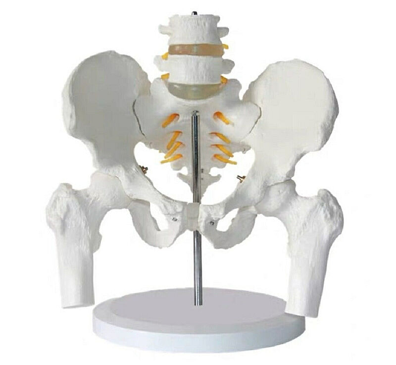 実物大の骨盤模型 レプリカ 骸骨 人体模型 骨格標本 骨格模型 等身大 精密模型 精密モデル 医学 教材 スカル スケルトン