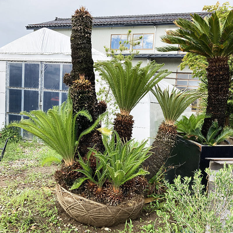 ソテツ『超特大サイズ』近畿地方限定配達&植込み無料❗️その他地方の