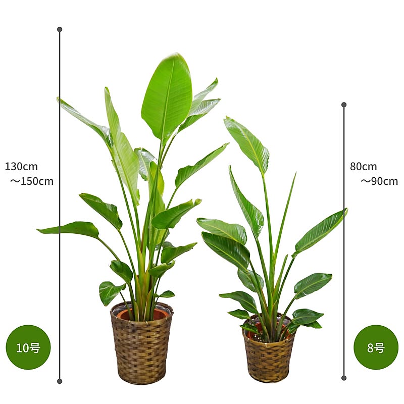 観葉植物 オーガスタ 選べる2サイズ 通販 Roomclipショッピング 観葉植物 オーガスタ 選べる2サイズ 通販 Roomclipショッピング