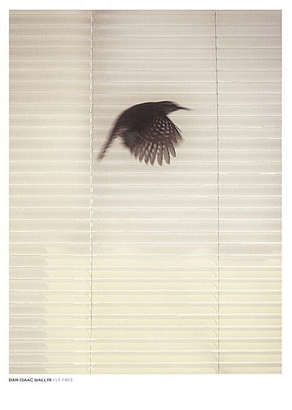 DAN ISAAC WALLIN | FLY FREE | フォトグラフィ/ポスター (50x70cm)