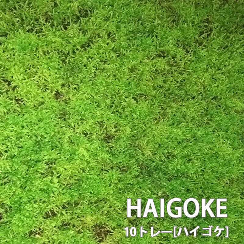 ハイゴケ 10トレーセット 300mm×450mmトレーサイズ 盆栽用 苔玉庭メンテナンス用 石S直送