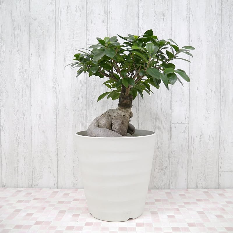 観葉植物/ガジュマル■7号（高さ：約50㎝前後）