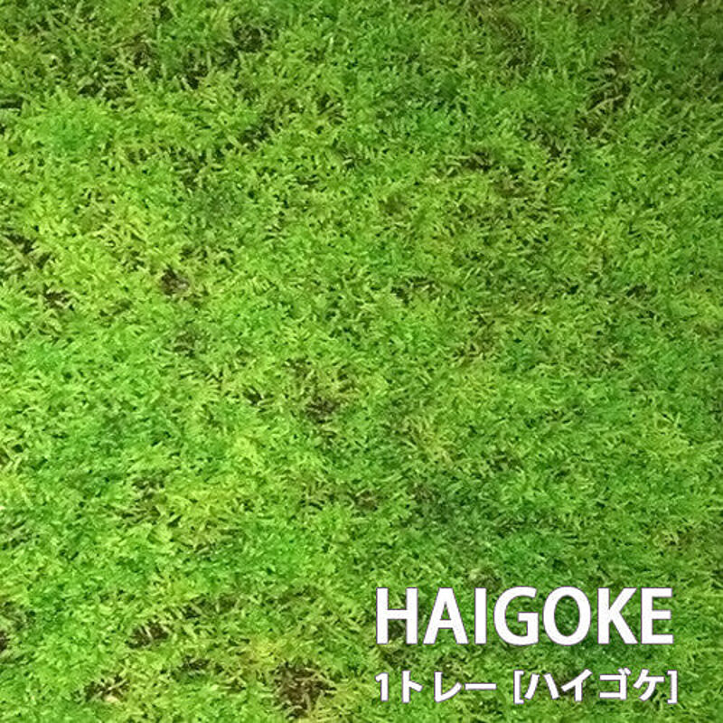 ハイゴケ 1トレー トレーサイズ300mm×450mm 盆栽 植え替え テラリウム 苔玉 庭