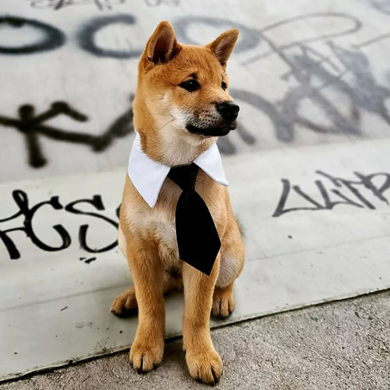 犬用インテリア・犬用家具