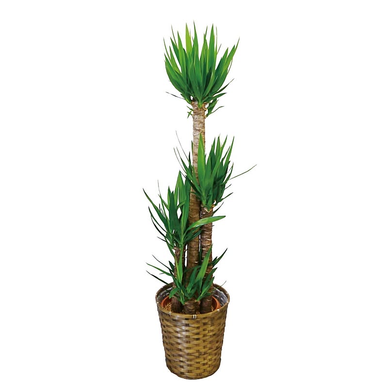 観葉植物 ユッカ