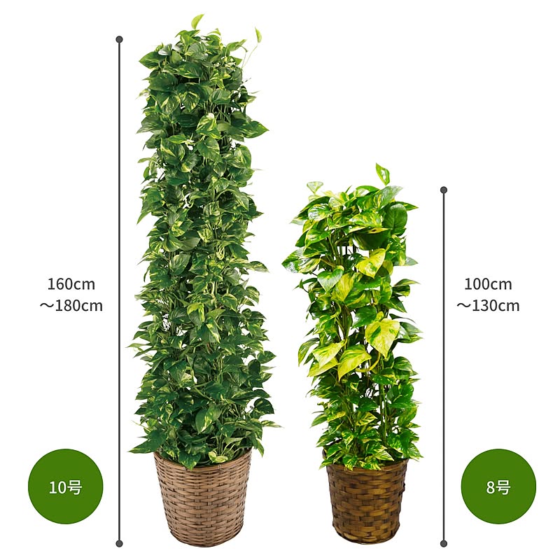 観葉植物 ポトス 選べる2サイズ 通販 Roomclipショッピング 観葉植物 ポトス 選べる2サイズ 通販 Roomclipショッピング
