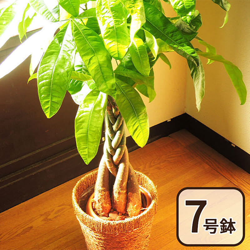 観葉植物 パキラ  鉢植え7号鉢 【カゴ付き】【受け皿付き】 FKTK