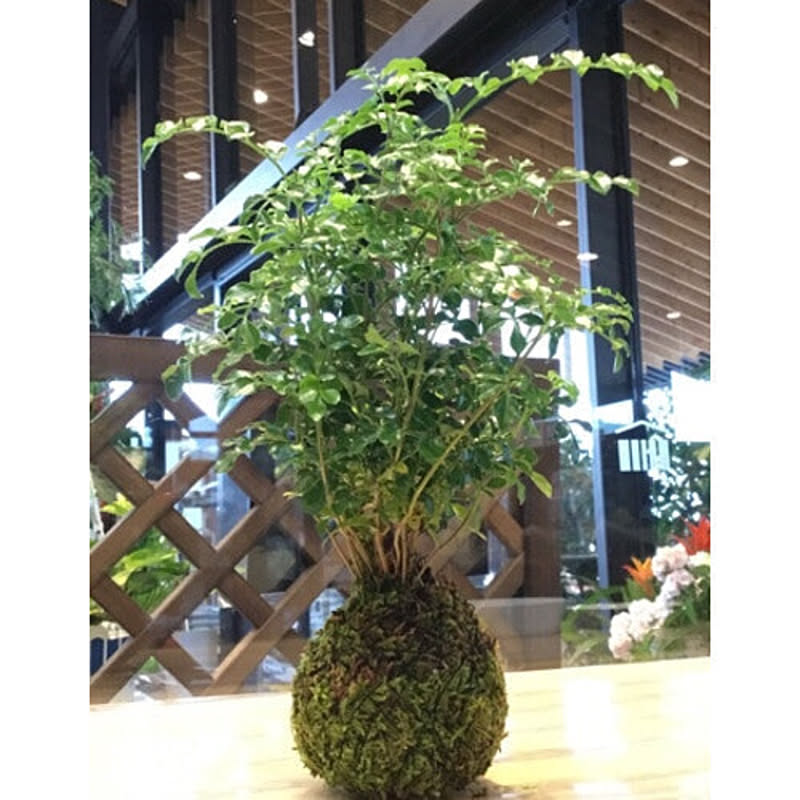 観葉植物