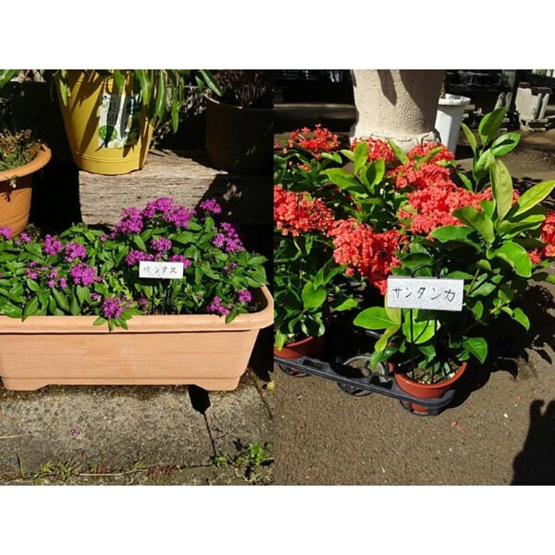 F Pマーカー No 303 6本入 なまえペン No 309 1本付 Greengarden ガーデニング プランツマーカー プランツネーム 園芸用 ラベル メタルおしゃれ ラベル スティック 小kd 通販 Roomclipショッピング