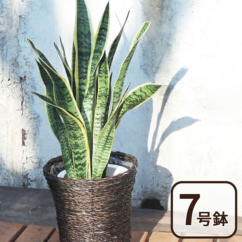 観葉植物 サンスベリア 7号鉢【カゴ付き】【受け皿付き】 FKTK