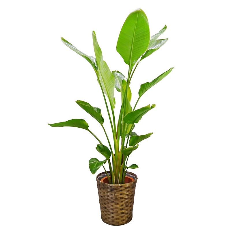 観葉植物/オーガスタ■選べる2サイズ■送料無料