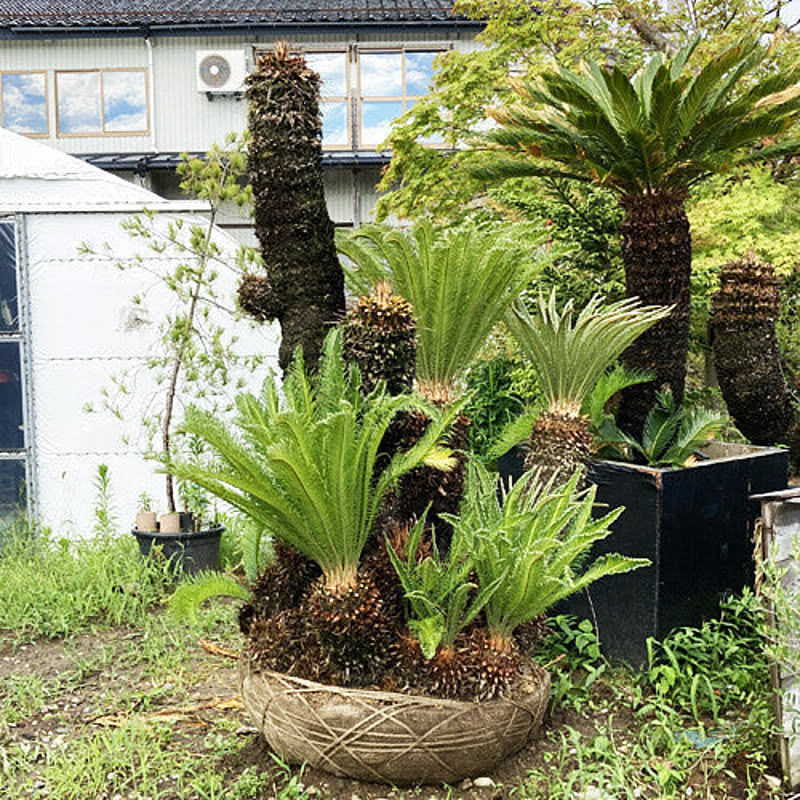現品お届け ソテツ No.1 本州のみ配送可能 植栽は別途 蘇鉄