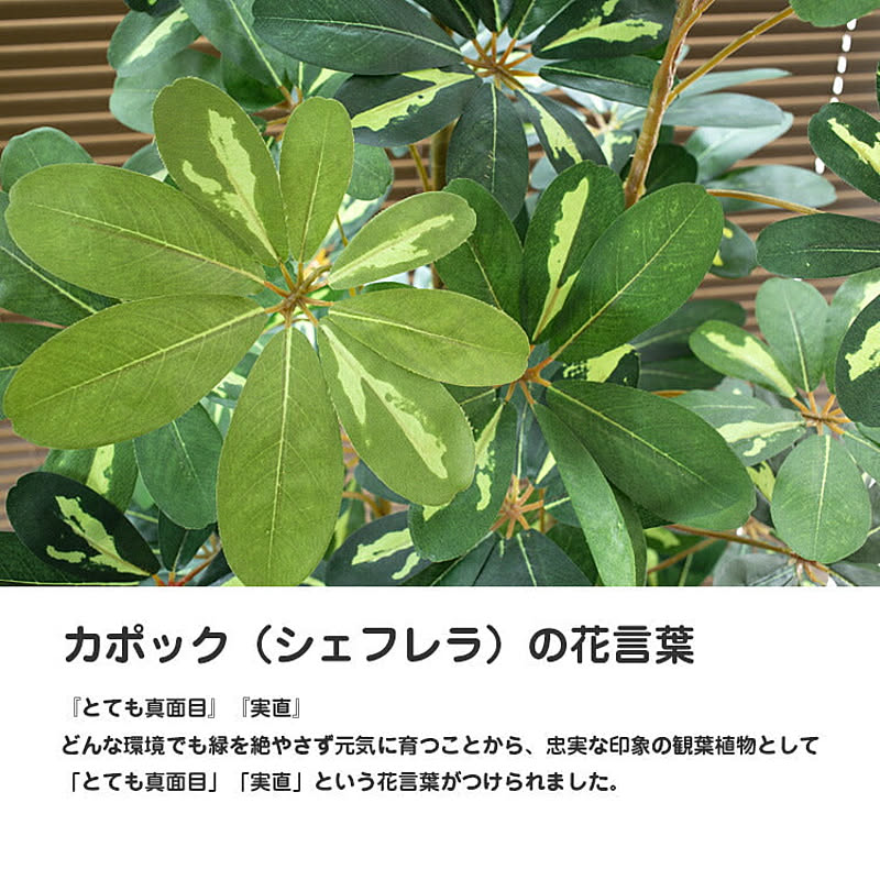 神戸花物語 Kobe Flower Story フェイクグリーン ナチュラル カポック シェフレラ 斑入り 180cm 鉢植 陶器鉢 Sc Ct触媒 通販 Roomclipショッピング