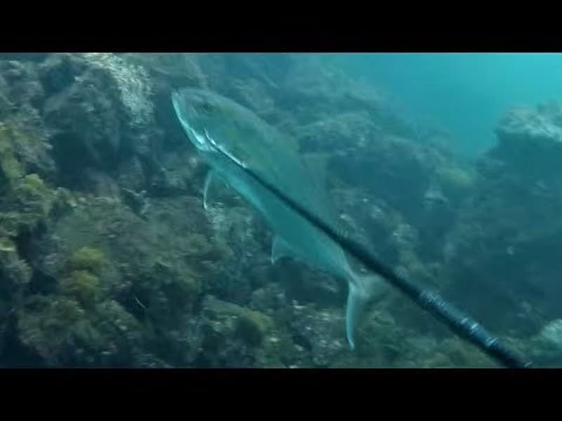 一本銛 五股銛の銛先2種類 5点セット 1本銛 5又銛 魚突き スキューバ 素潜り 手銛 手モリ 水中銃 パラライザー ダイビング 魚突き 通販 Roomclipショッピング