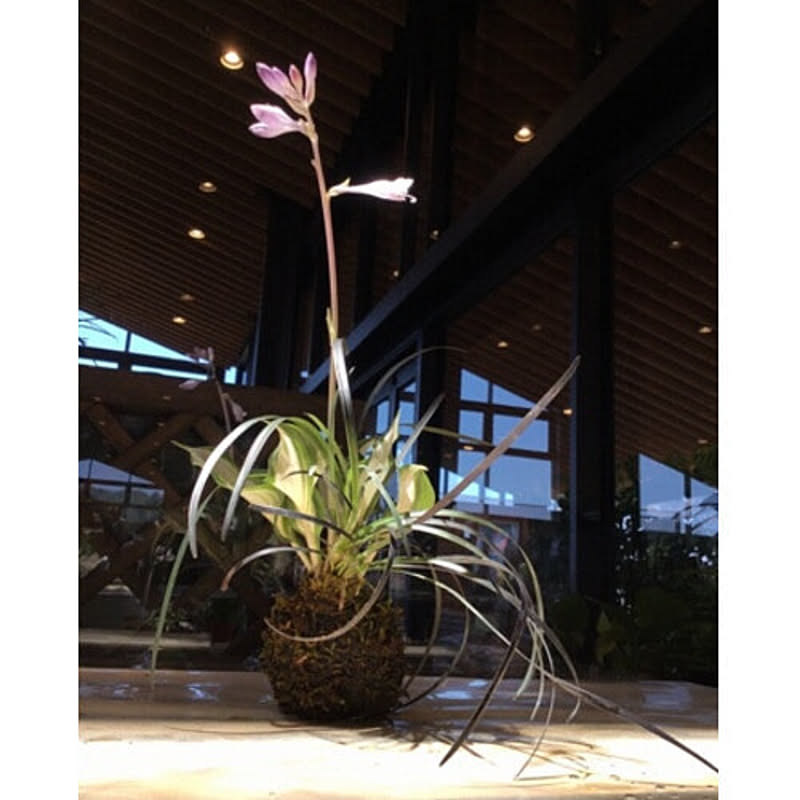 苔玉 ギボウシ×コクリュウ 道の駅 庭園の郷 保内 直送 観葉植物 盆栽 ミニ盆栽 新潟 燕三条