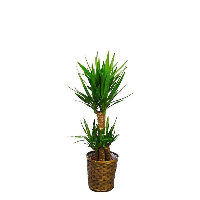 観葉植物/ユッカ（青年の木）■選べる2サイズ