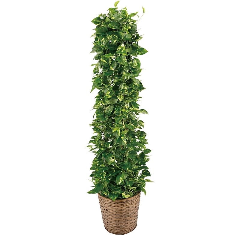 観葉植物/ポトス■選べる2サイズ
