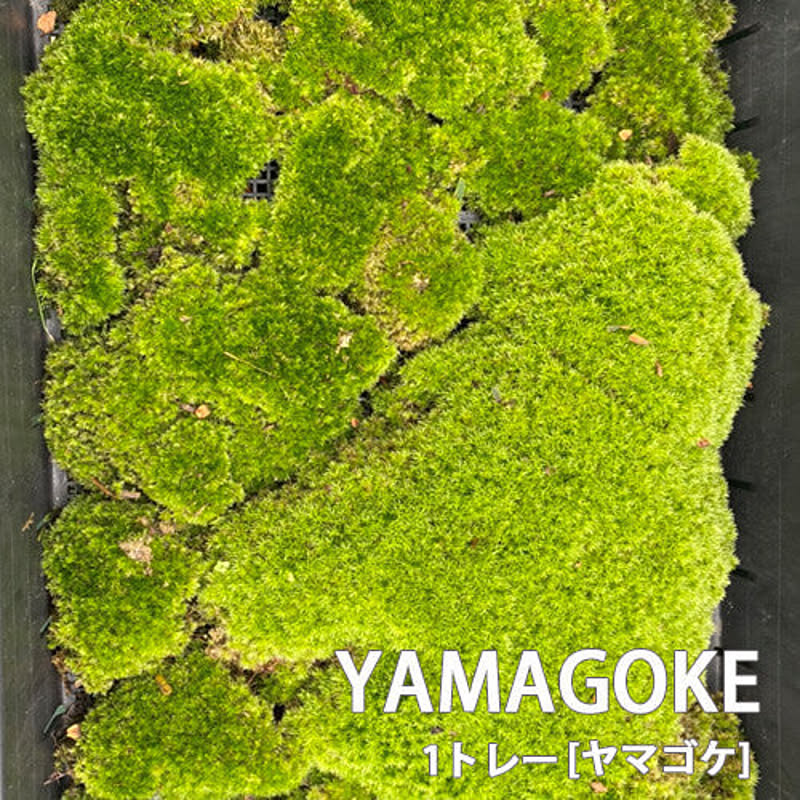 ヤマゴケ 山苔 1トレー トレーサイズ300mm×450mm コケリウム 盆栽 植え替え 化粧 テラリウム 苔玉 庭 メンテナンス 石S直送