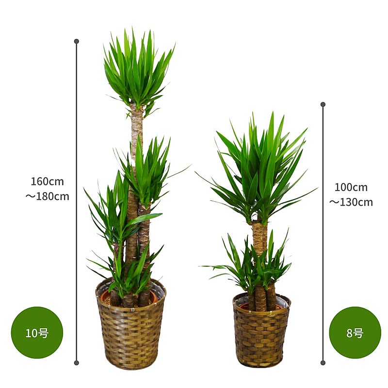 観葉植物 ユッカ 青年の木 選べる2サイズ 通販 Roomclipショッピング 観葉植物 ユッカ 青年の木 選べる2サイズ 通販 Roomclipショッピング